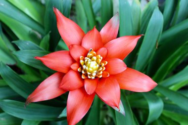 Guzmania