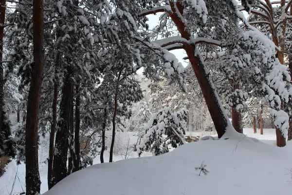 Forêt de conifères, Tcheliabinsk — Photo