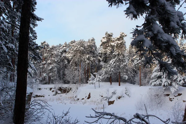 Forêt de conifères, Tcheliabinsk — Photo