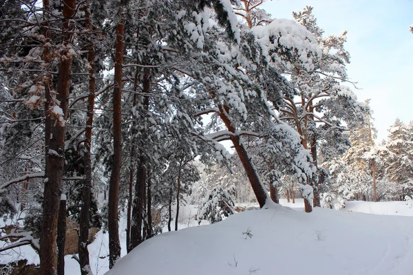 Forêt de conifères, Tcheliabinsk — Photo