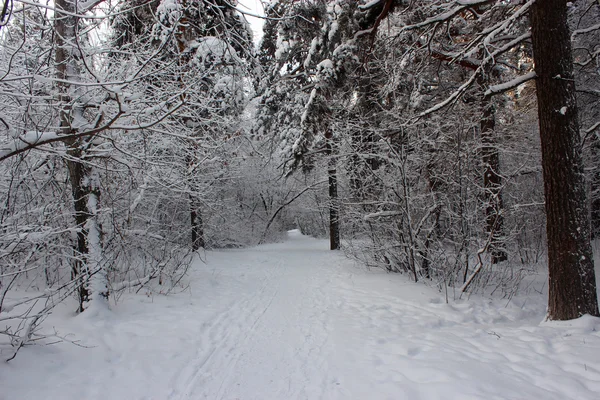 Forêt de conifères, Tcheliabinsk — Photo