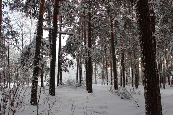 Forêt de conifères, Tcheliabinsk — Photo