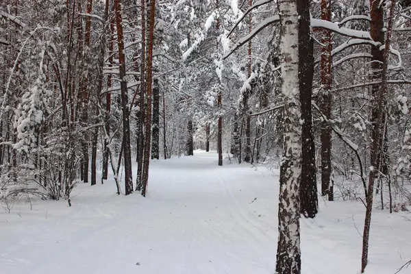 Forêt de conifères, Tcheliabinsk — Photo