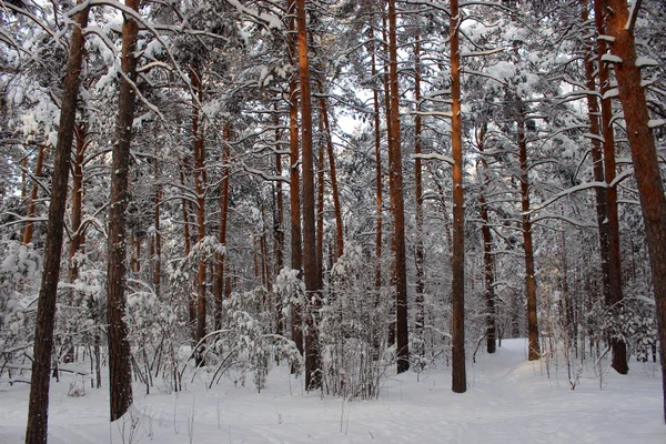 Coniferous forest, Chelyabinsk — Stock Photo, Image