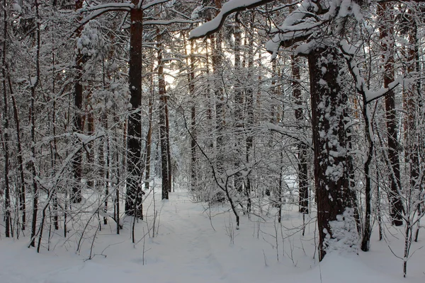 Forêt de conifères, Tcheliabinsk — Photo