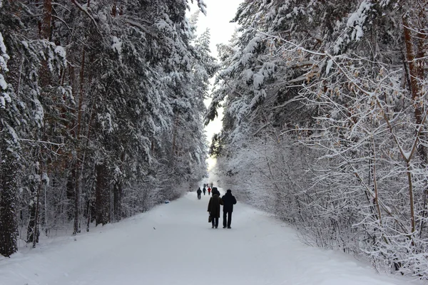 Forêt de conifères, Tcheliabinsk — Photo