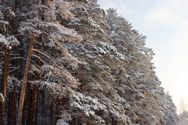Bosque de coníferas, Chelyabinsk —  Fotos de Stock