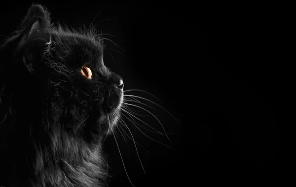 Black Cat siyah arka planda umuyor