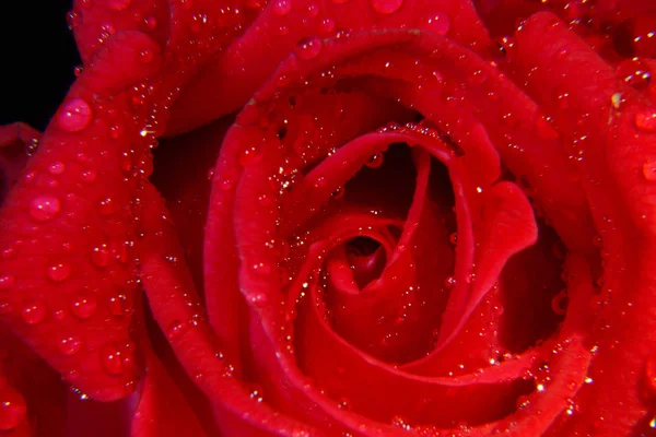 Rose auf schwarzem Schwarzgrund mit Sprühwasser — Stockfoto