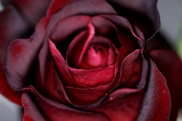 Рожеві троянди на чорний Blackground розпорошеної водою — стокове фото