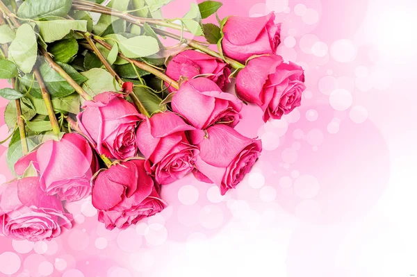 Рожеві свіжі троянди та бутони на білому тлі — стокове фото