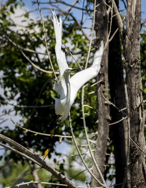 Gran garza blanca volando en Denver Park — Foto de Stock