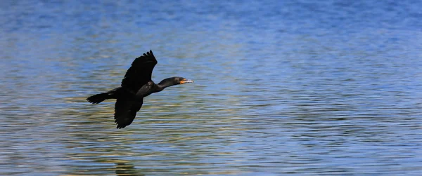 La mouche du cormoran — Photo