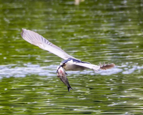 Flying Black coronada noche garza atrapado un pez en Denver Park — Foto de Stock