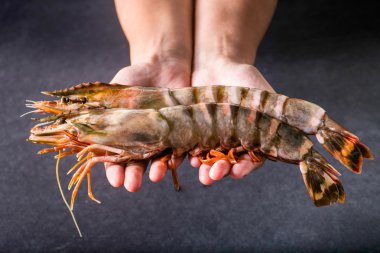 Siyah arka plan ile ellerinde taze dev Kral karides