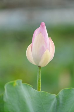 Gölette yetişen pembe nilüfer çiçeği..