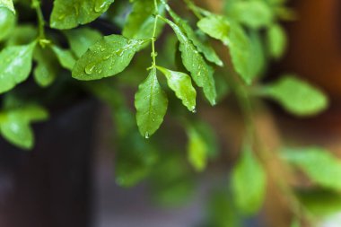 Yeşil yaprakların üzerine damlayan su damlaları.