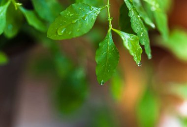Yeşil yaprakların üzerine damlayan su damlaları.