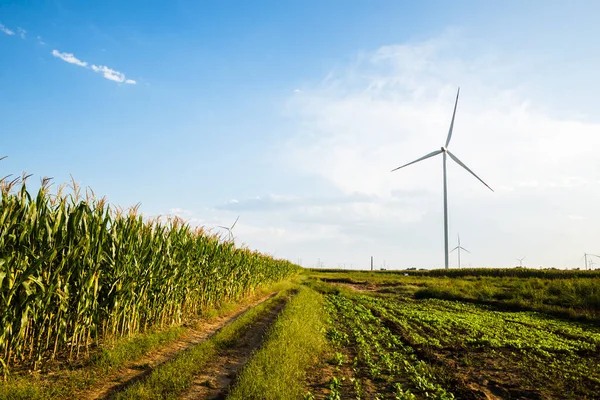 Elektrikli yel değirmenleri tarlalarda duruyor.