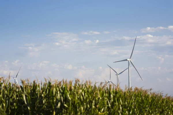 Elektrikli yel değirmenleri tarlalarda duruyor.