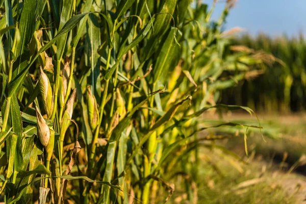 Herbst Steht Die Ernte Des Mais Auf Den Feldern — Stockfoto