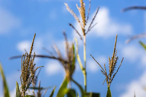 Autumn Corn Fields Harvested — Stock Photo, Image