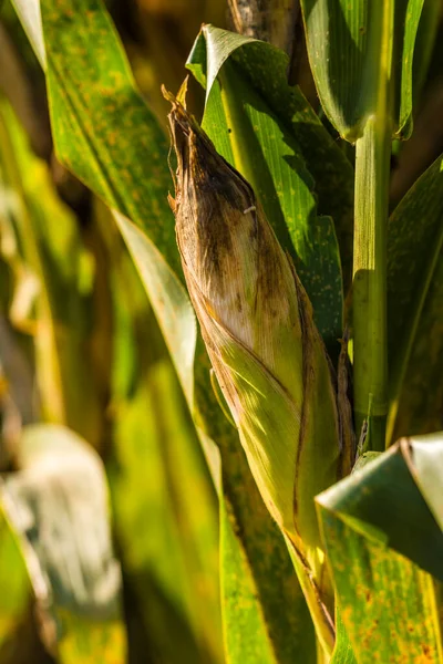 Осенью Полях Собираются Кукурузы — стоковое фото