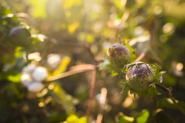 Cotton Field Has Matured — Stock Photo, Image