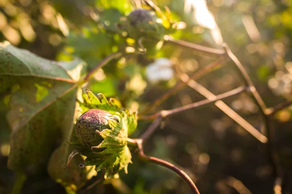 Cotton Field Has Matured — Stock Photo, Image