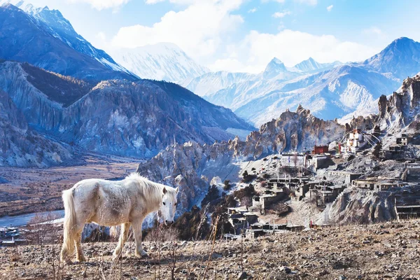 Cavalo e montanhas do Himalaia — Fotografia de Stock
