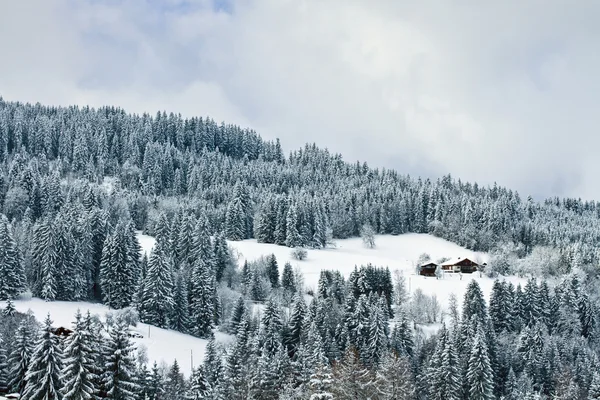 Сніговий ліс в горах — стокове фото