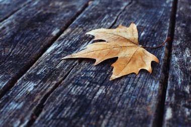 ahşap arka plan üzerinde yaprak