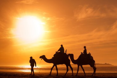 Gün batımında Camel siluetleri