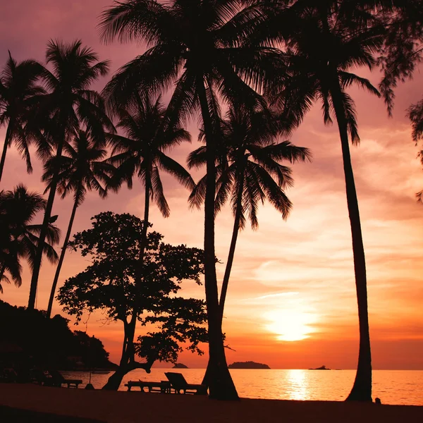 Puesta de sol en la playa tropical —  Fotos de Stock