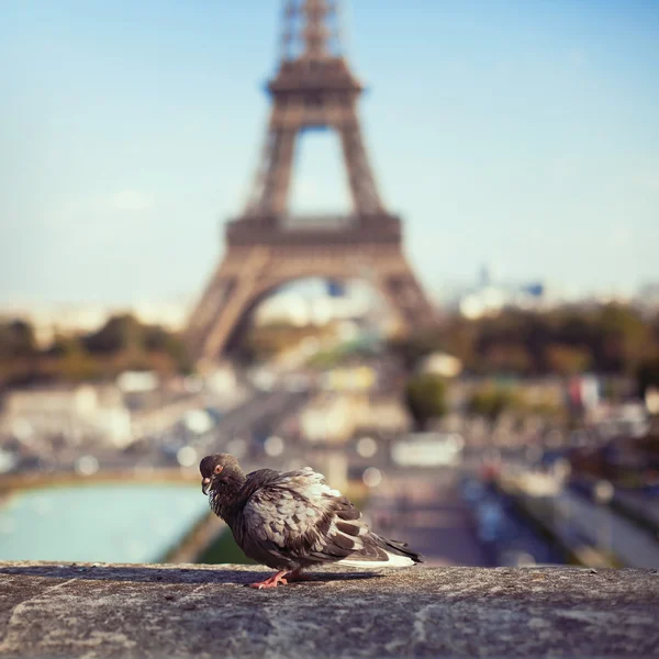 Paloma en el fondo de la Torre Eiffel —  Fotos de Stock
