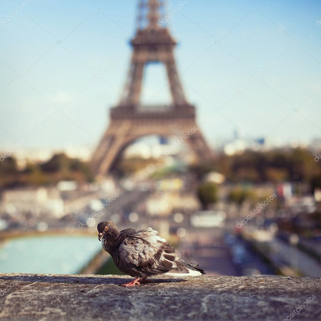 https://st2.depositphotos.com/1757635/5948/i/950/depositphotos_59487521-stock-photo-pigeon-on-eiffel-tower-background.jpg