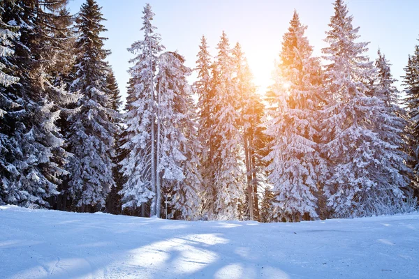 Sfondo invernale con alberi — Foto Stock