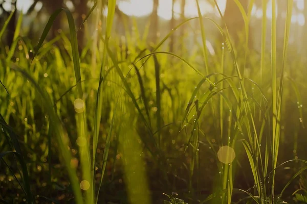 Sommergrünes Gras — Stockfoto