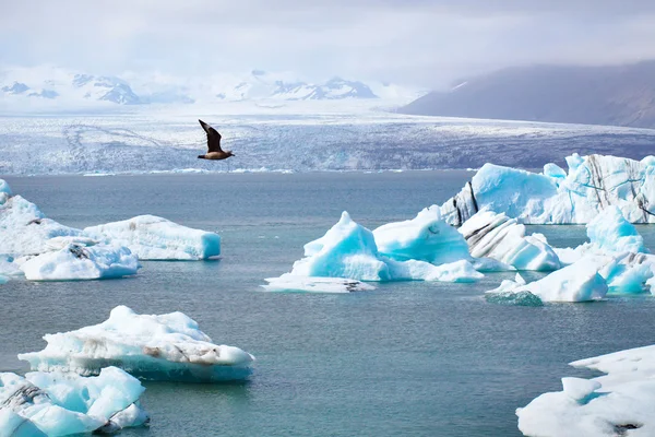 Oiseau survolant la lagune des glaciers — Photo