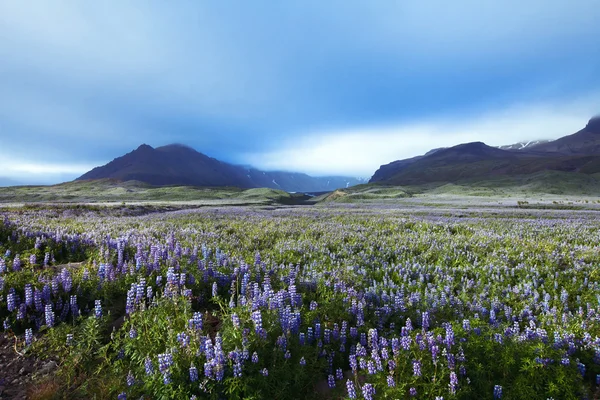 Fält av blommor och bergen — Stockfoto