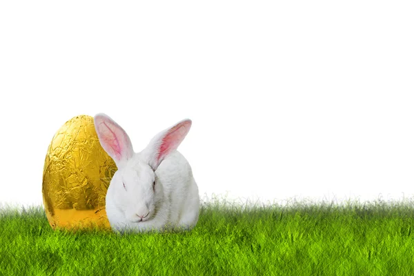 复活节兔子和金黄色的蛋 — 图库照片