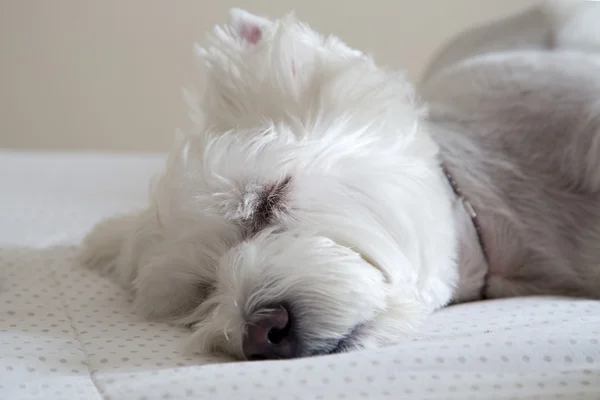 Brasileño westie tomando una siesta — Foto de Stock