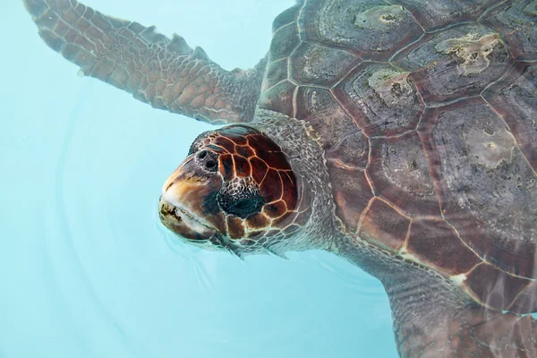 Aquatic turtle — Stock Photo, Image