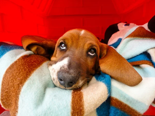 Thoughtful puppy — Stock Photo, Image