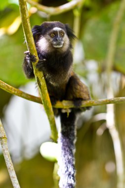 Siyah kulak marmoset ormanda tufted