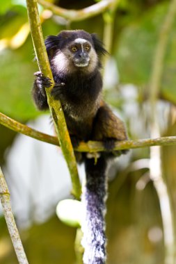 Black tufted ear marmoset in the woods clipart