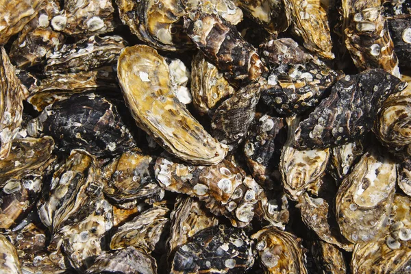 Oyster shell sfondo — Foto Stock