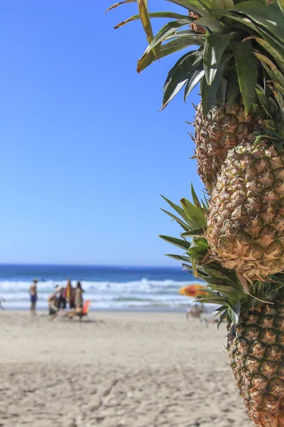 Ananas på stranden — Stockfoto