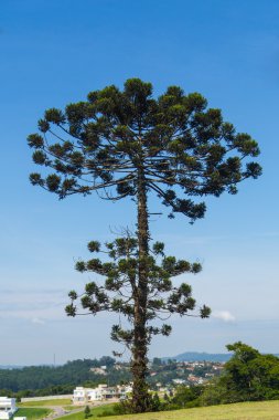 Auracaria ağacı Brezilya