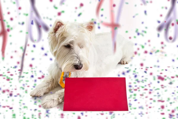 Cartão postal do Carnaval vermelho Westie — Fotografia de Stock